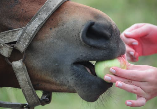 alimentation cheval